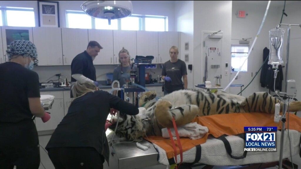 'dimitri' The Tiger Undergoes Dental Procedures
