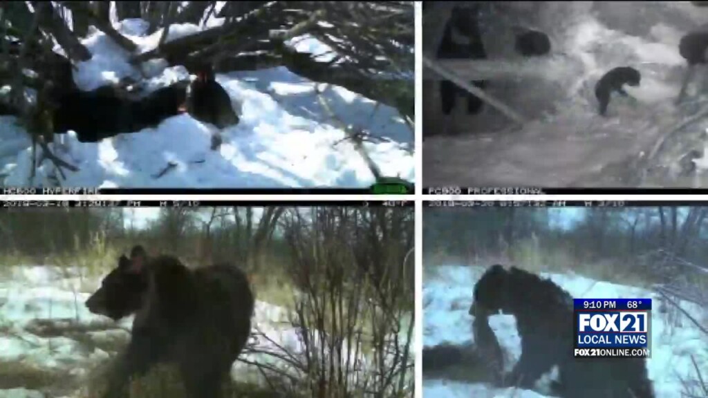 Minnesota Dnr Urges Hunters Not To Shoot Tagged Bears