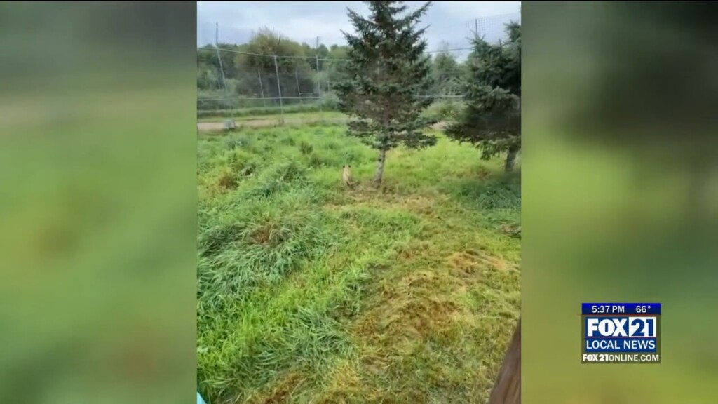 'mango' The Cub Moves Into Her New Outdoor Habitat