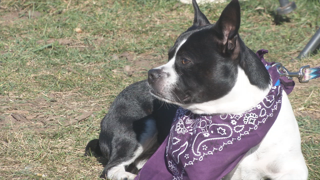 Casda Holds Pawistive Project Event