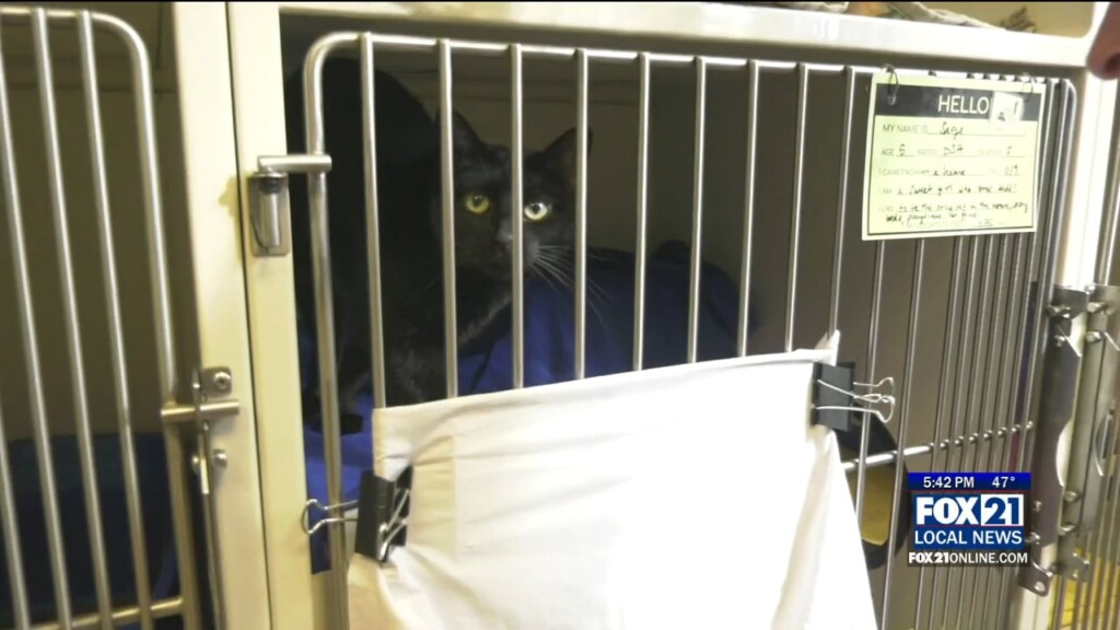 Pet Awareness Halloween