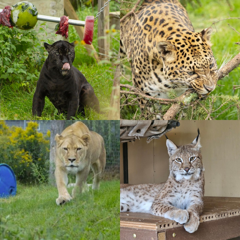 Wildcat Sanctuary Granted Official Custody Of Four Big Cats
