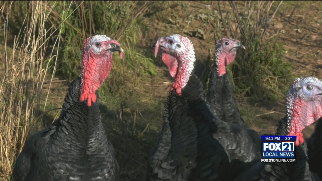 Berg Park Farm Turkeys