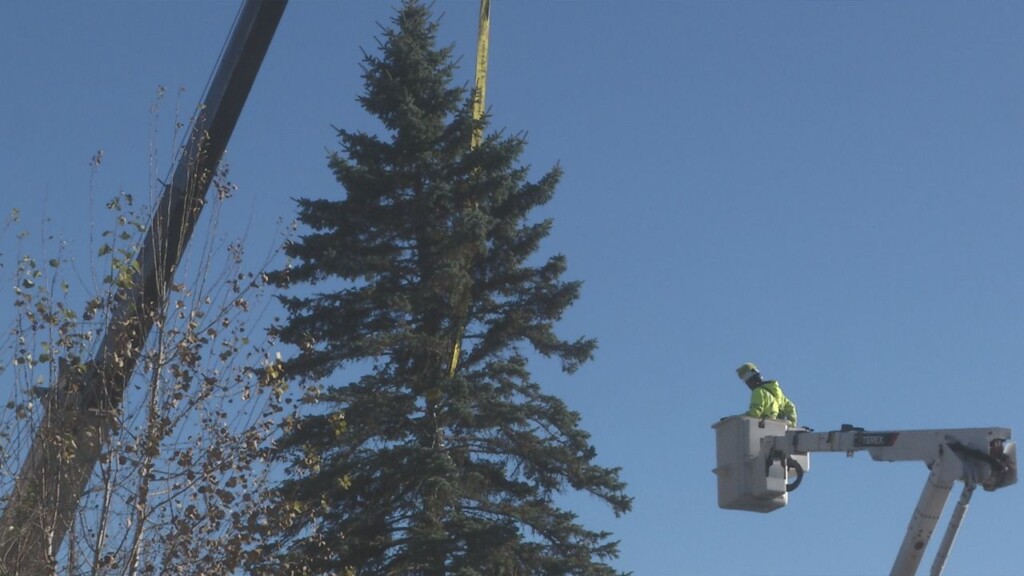 Minnesota Power Tree