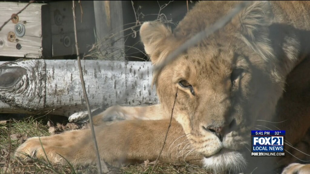Wildcat Sanctuary In Sandstone Taking Part In Give To The Max Day