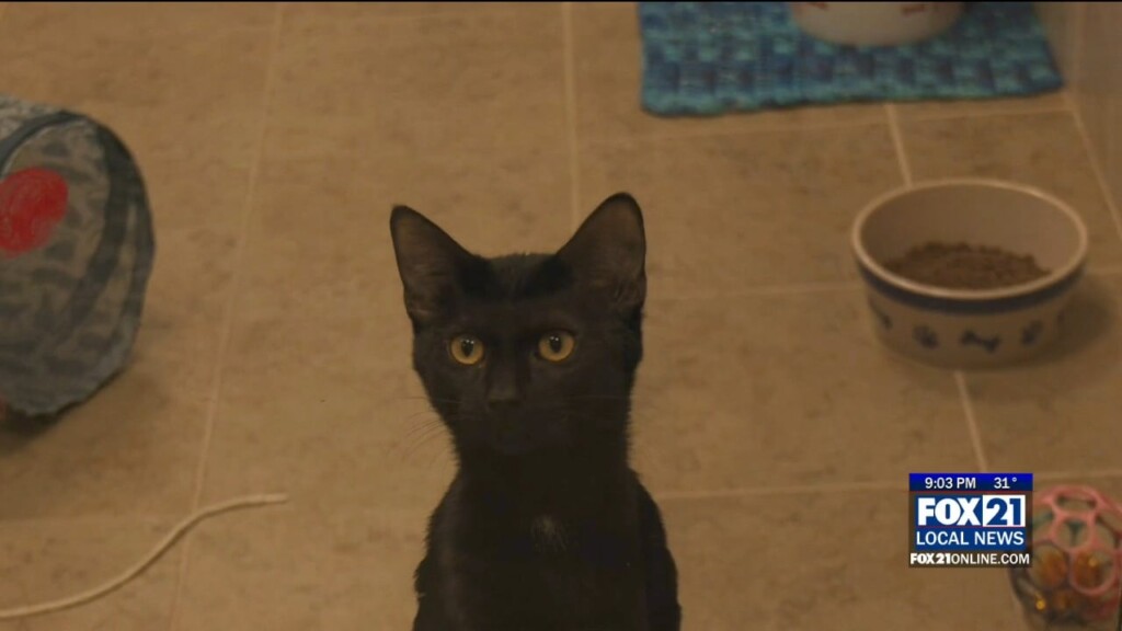 Animal Allies Shares Successful Adoption Tips