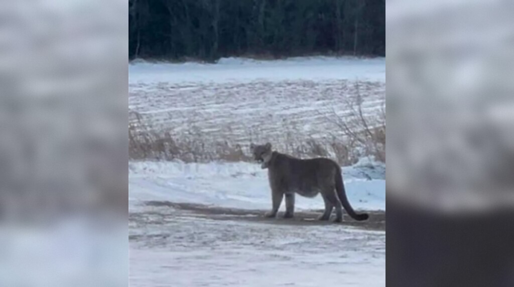 Mountain lion in Duluth
