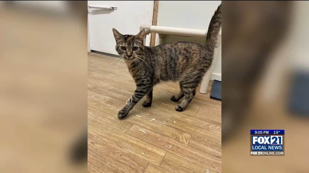 Mesabi Humane Society Halts New Intake Amid Funding Dispute