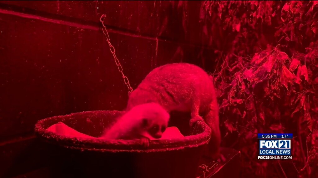 Lake Superior Zoo Announces Pygmy Slow Loris Babies