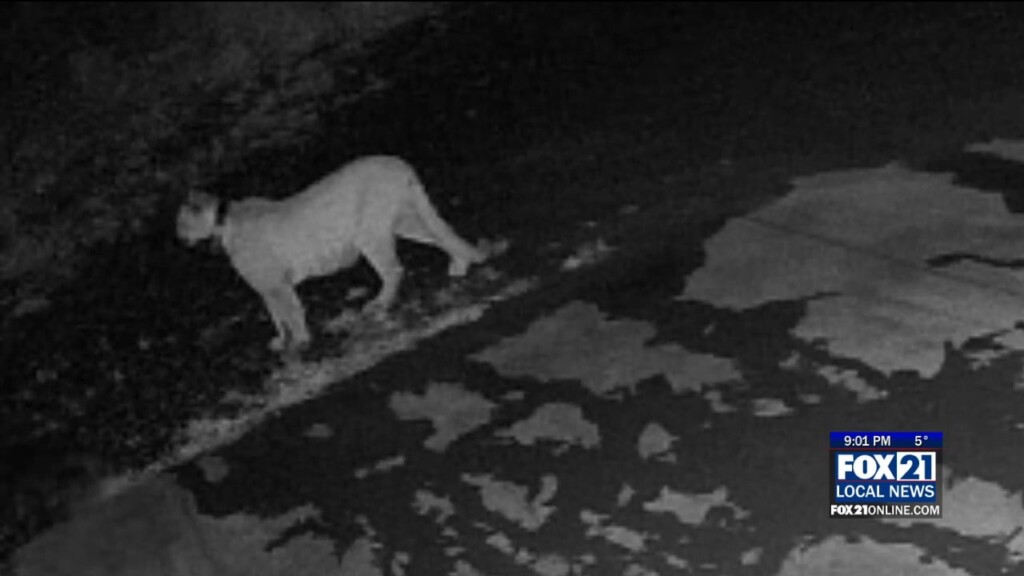 Cougar Sightings Reported From The Duluth Area To Two Harbors