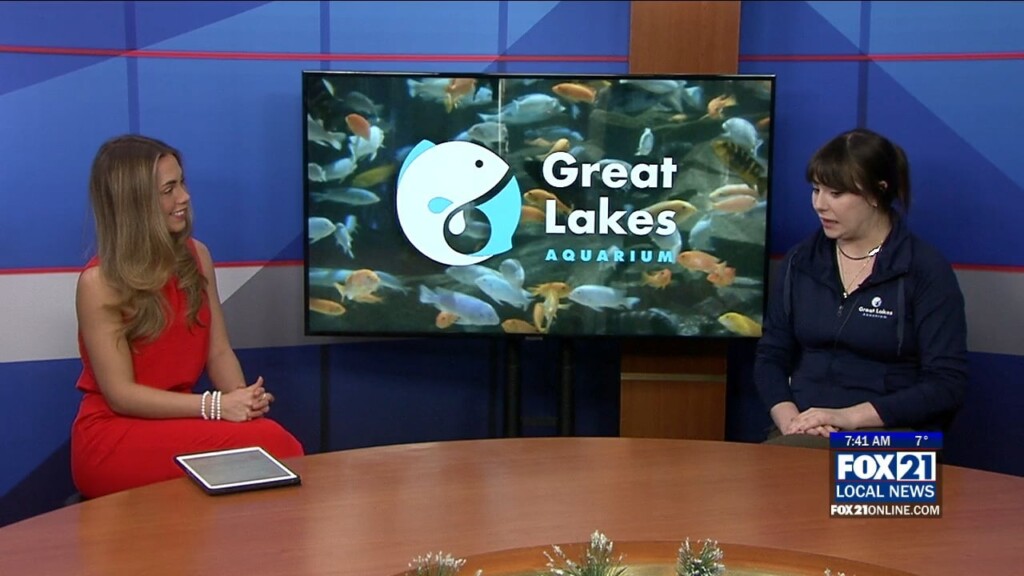 Wonder Wednesday At The Aquarium