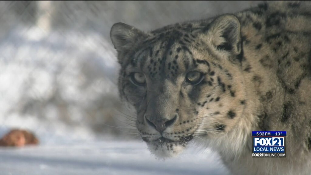 The Wildcat Sanctuary Welcomes Its First Ever Snow Leopard