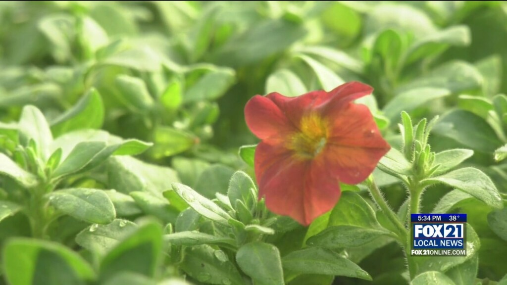 Bay Produce Begins Spring Flower Planting