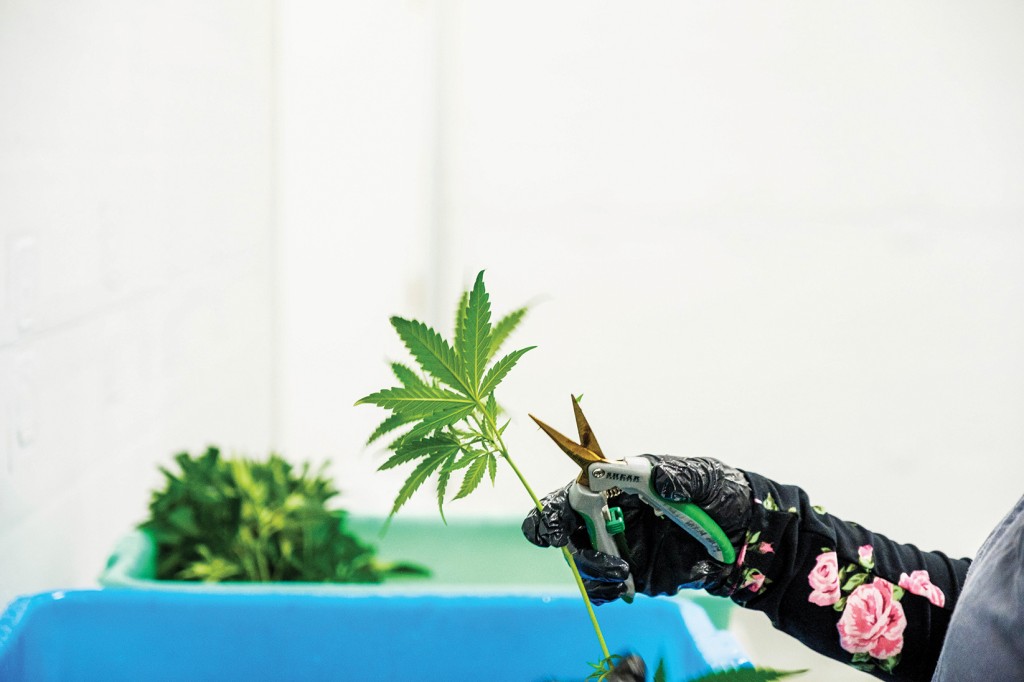 Trulieve Medical Marijuana Facility On June 14, 2018 In Quincy, Florida