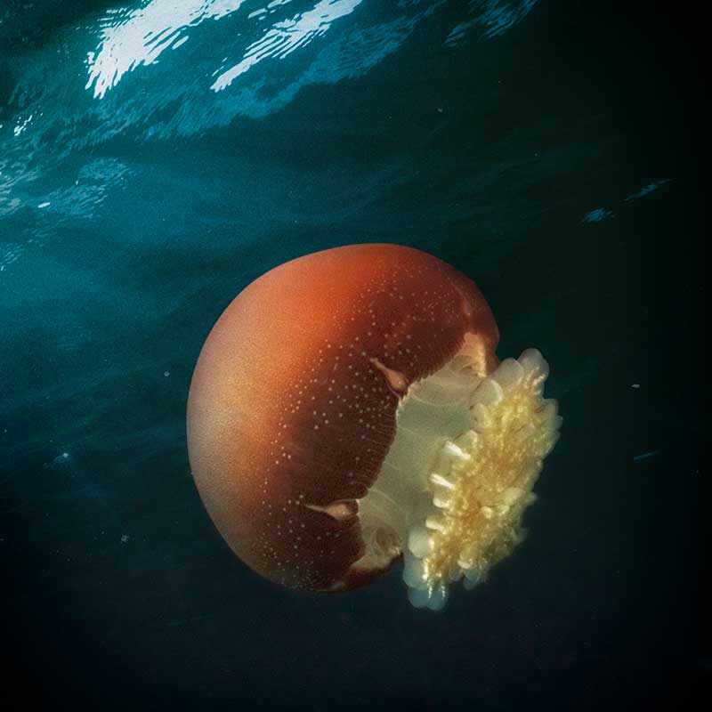 cannonball jellyfish