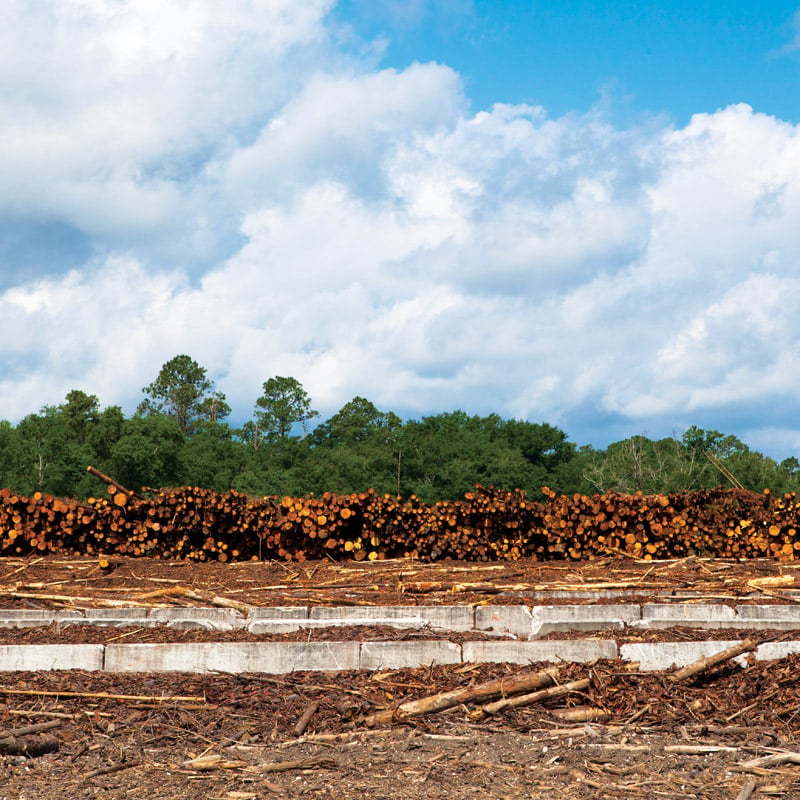 North Florida's Trees Have a Major Economic Impact on The Region - 850  Business Magazine