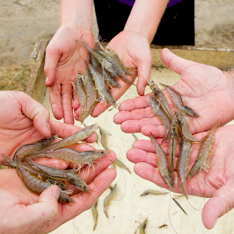 Florida’s Only Commercial Shrimp Farm Is 20 Miles from the Gulf 850