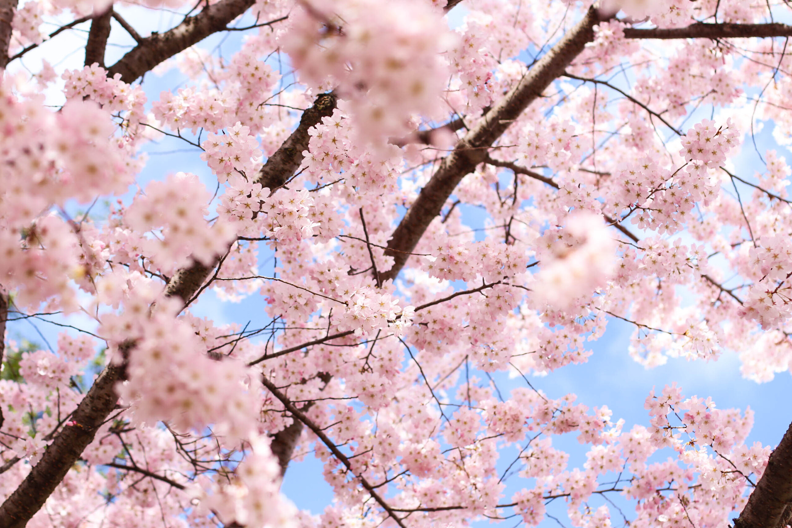 16 Cherry Blossoms Facts - Cherry Blossoms and Blossom Tree Trivia