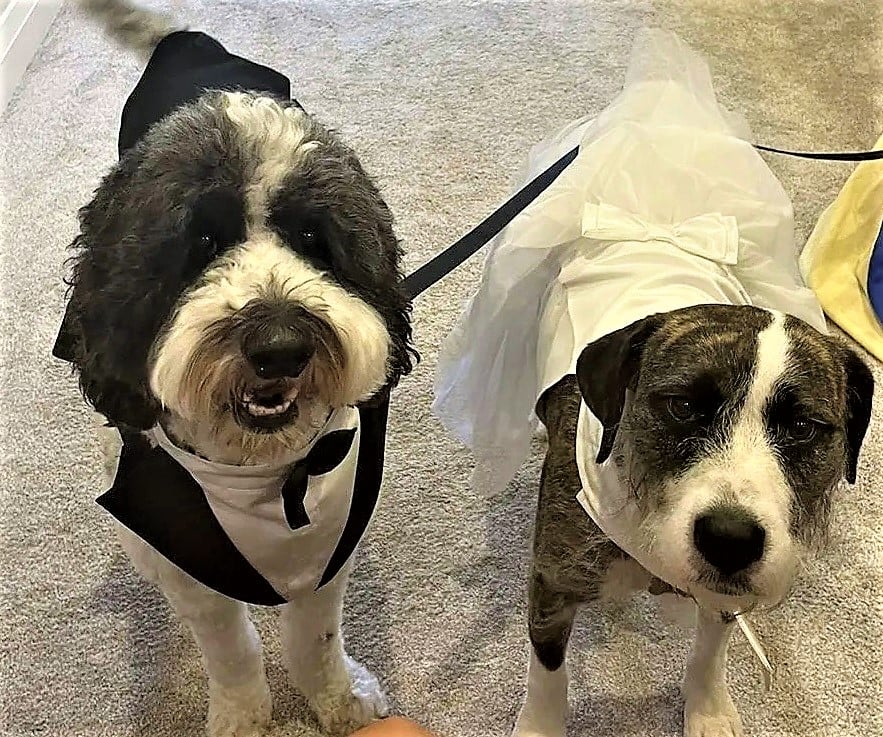 Bride And Groom