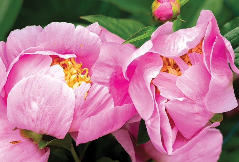 Lgbg May12 Peonies By Tom Hennessy