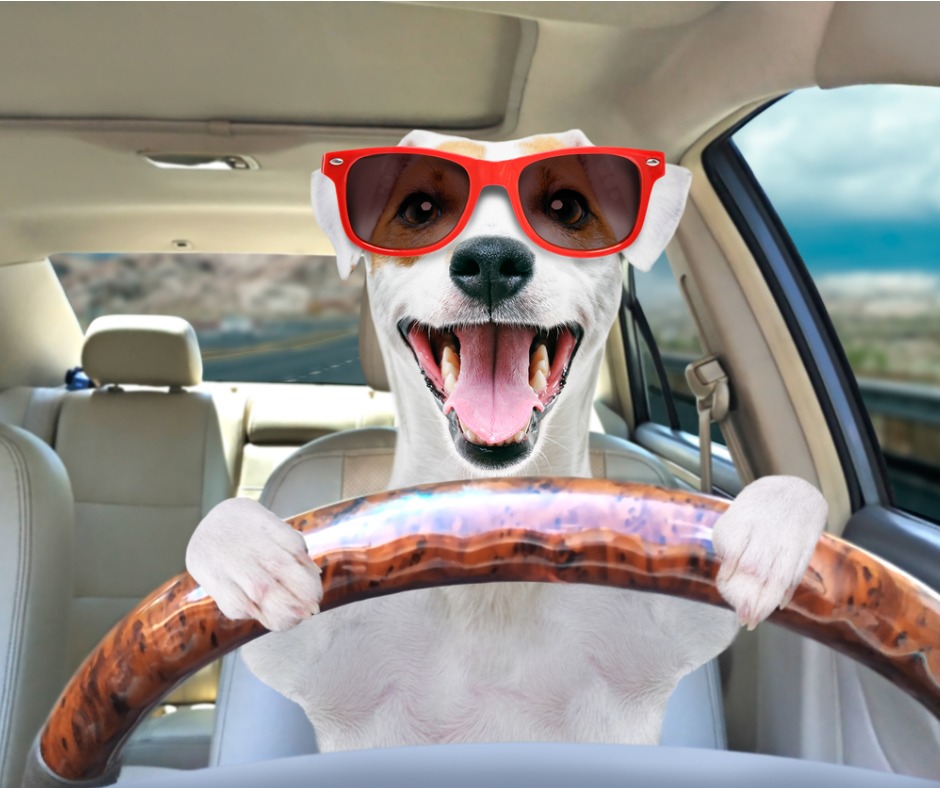 Portrait Of A Funny Dog Jack Russell Terrier In Sunglasses Behind The Picture Id1180219878
