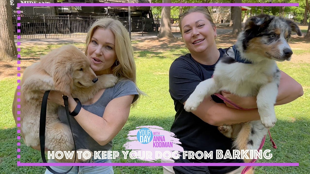How To Keep Your Dog From Barking Tips and Tricks Bahakel Entertainment