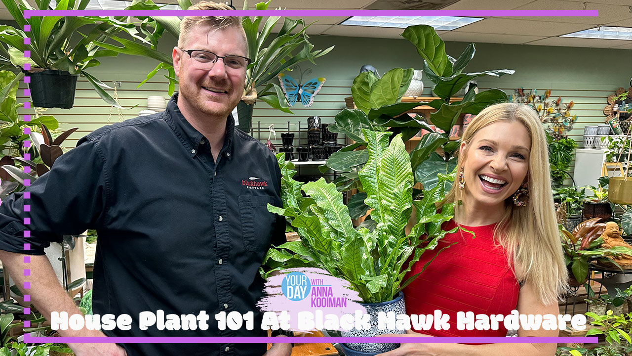 Plant Decor Delights: Styling and Decorating with House Plants ...