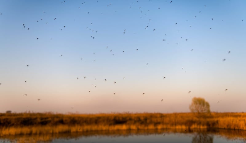 Swarms Of Mosquitoes Above The Wetland Pond