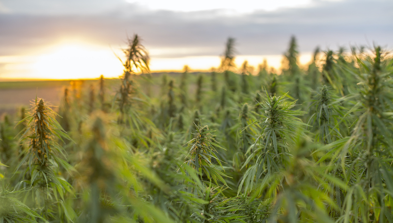 Marijuana Cbd Hemp Plants Field In Sunrise