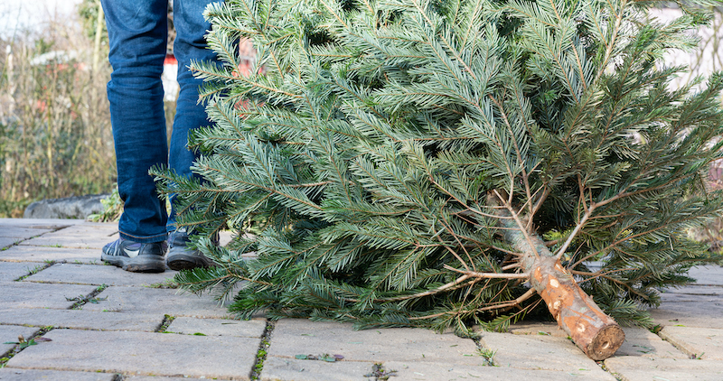 A Man Pulling The Old Christmas Tree Away
