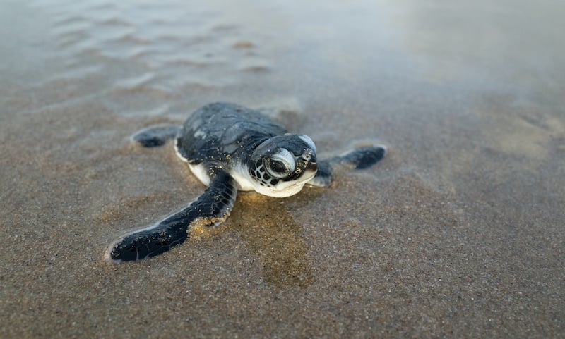 Hatching Green Turtle (sea Turtle) Crawls Across Beach.