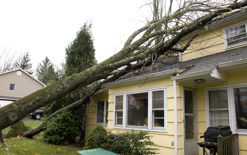 Trees Fallen On House Roof