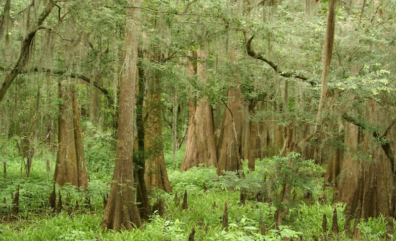 Caddo Lake State Park Forest