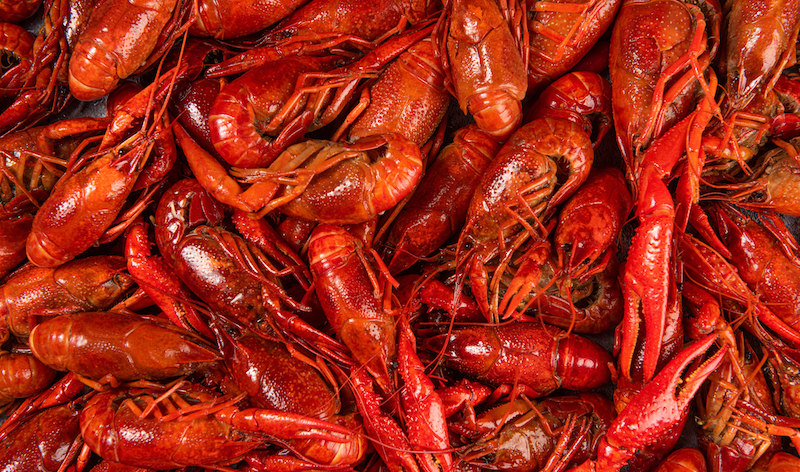 Boiled Red Crawfishon Close Up Top Of View