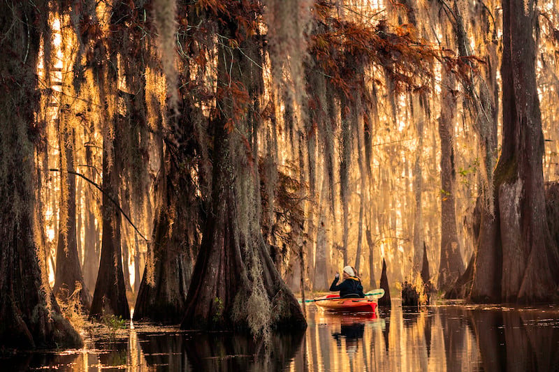 Kayaking Through A Cypress Swamp