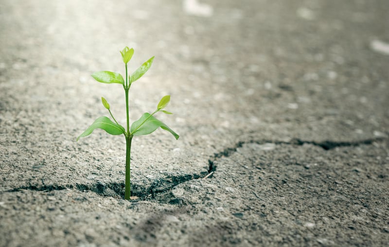 New Life Concept With Seedling Growing Sprout (tree).business Development Symbolic. Weed Growing Through A Crack In The Pavement