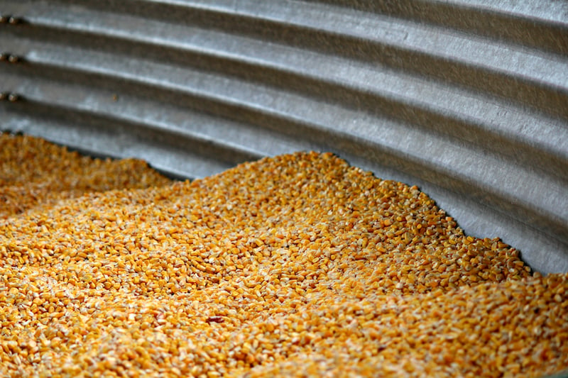 Corn In Silo Metal Bucket
