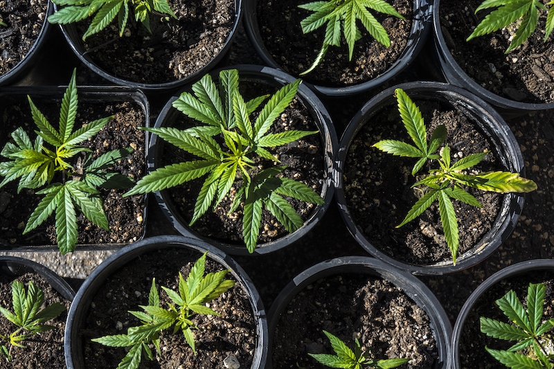 Marijuana Cannibis Plants In Pots Hero Shot