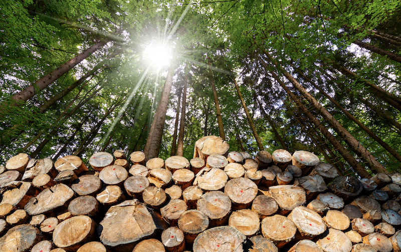 Wooden Logs With Pine Woodland And Sunbeams