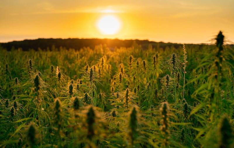 Hemp / Cannabis Industrial Plantation In Sunset