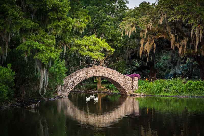 Swans Under Bridge David Muller Photographer