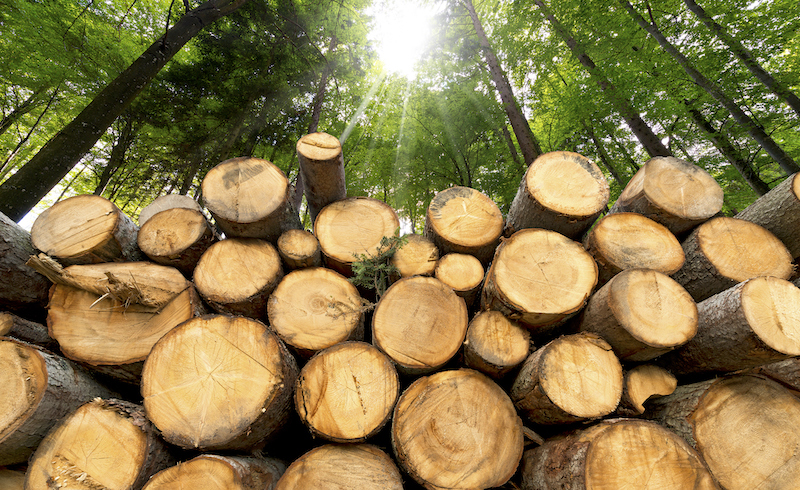 Wooden Logs With Forest On Background