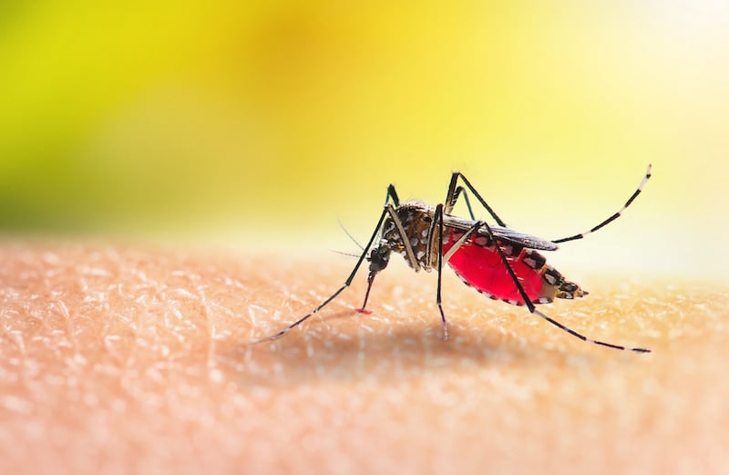 New Synthetic Skin May Unlock Blood-Sucking Secrets of Mosquitoes - Biz New  Orleans