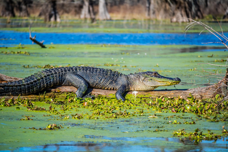 A Large American Crocodile In Abbeville, Louisiana