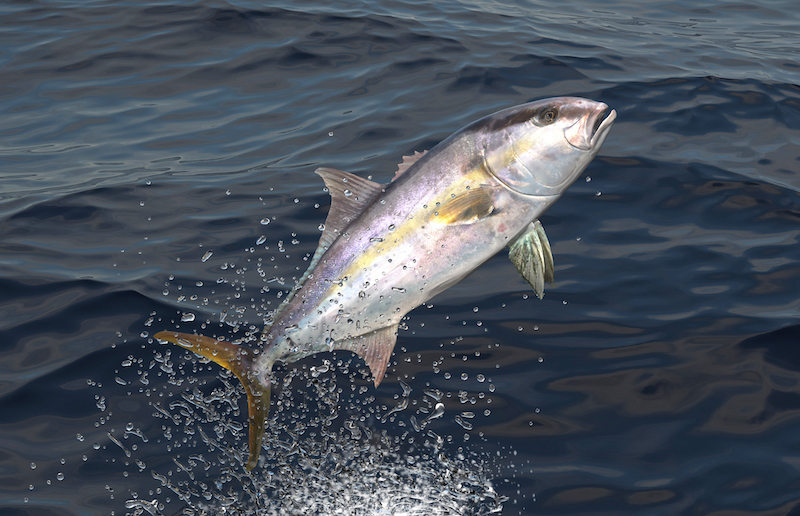 Greater Yellowtail Amberjack Jumps Out Of Water 3d Render