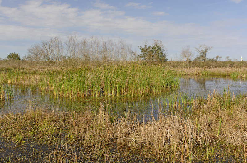 Wetland Pond In The Bayou