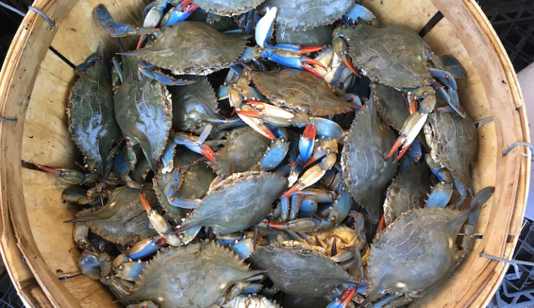 the blue crab new orleans