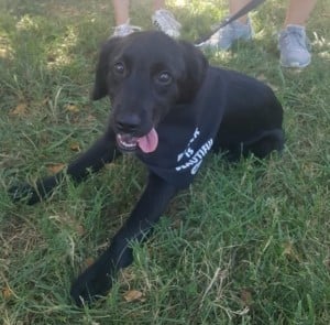 Paws in the Park @ Pineville Lake Park | | |