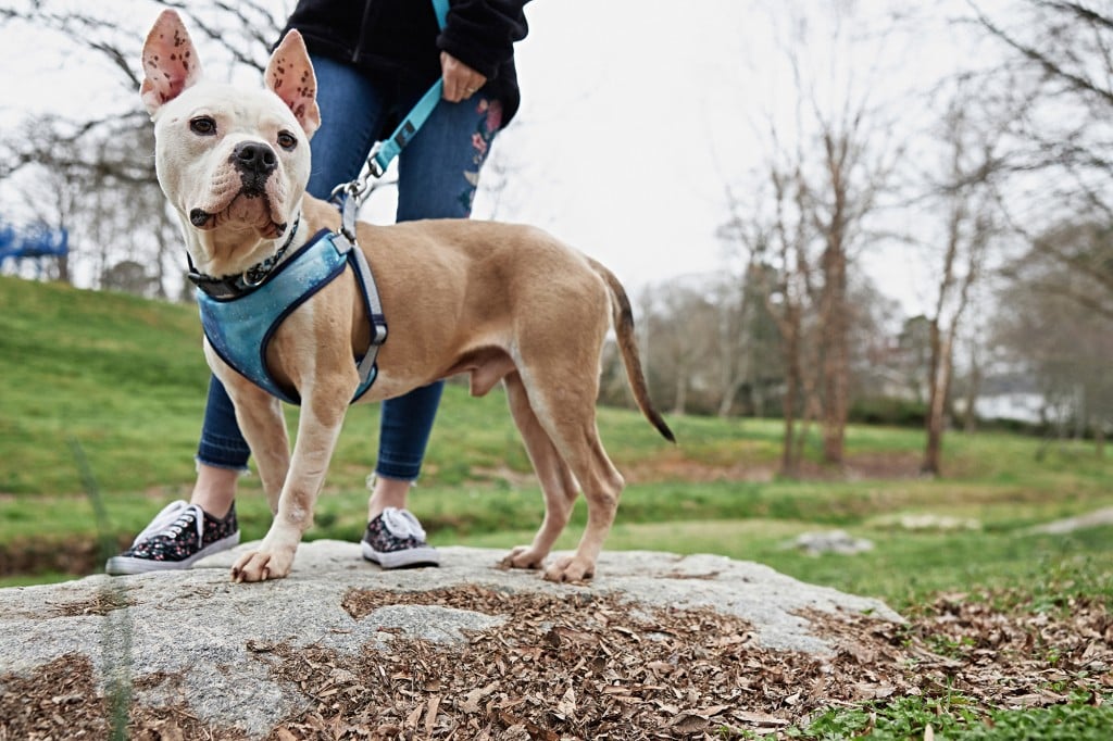 The CMPD Program That Opens a Window To Dogs' Forever Homes - Charlotte  Magazine