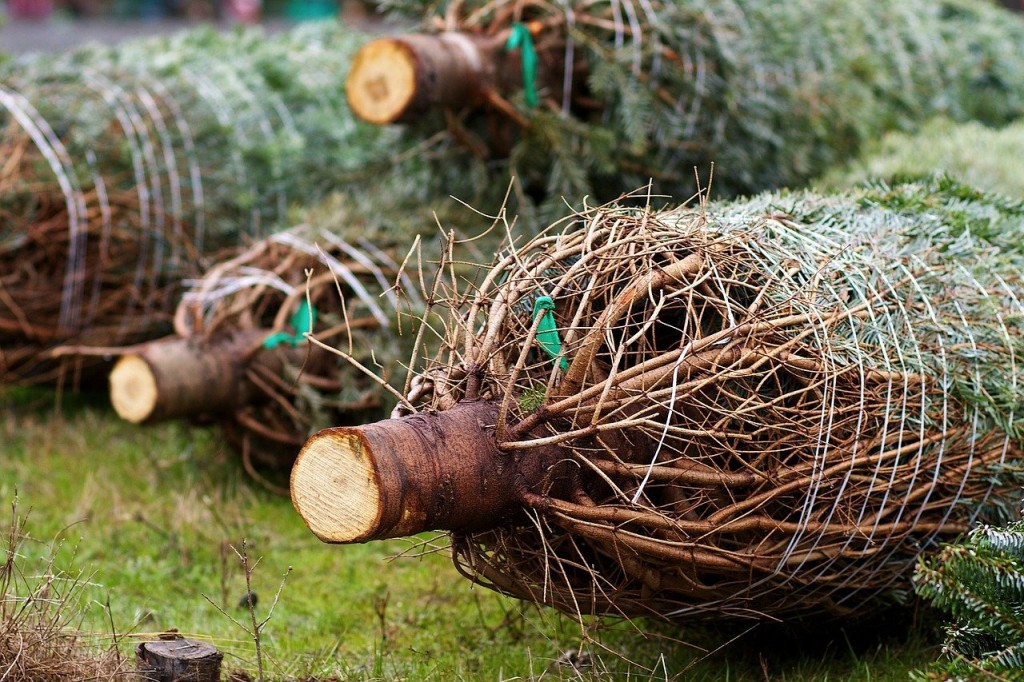 cut your own christmas tree near me 2020